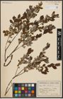 Foto von Salix aurita L.